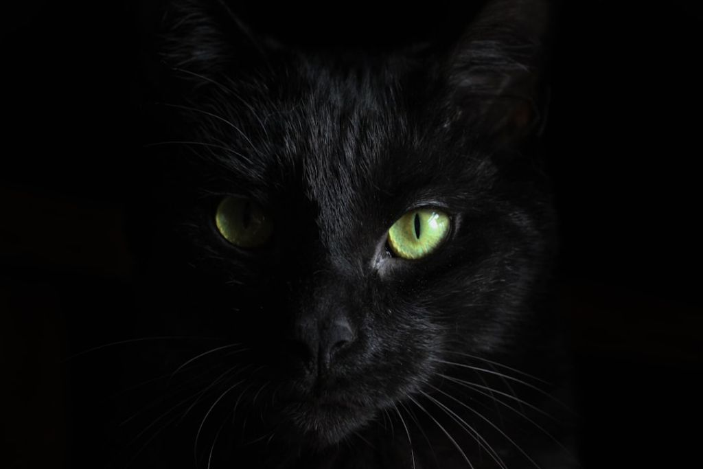 Чорні коти / © unsplash.com