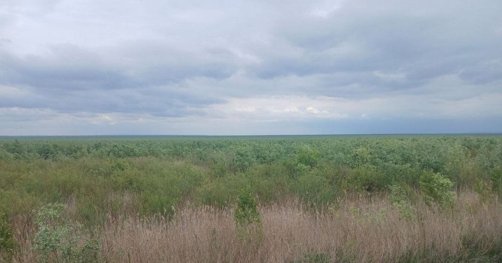 “Марсіанські” пейзажі зникли: що виросло на місці Каховського моря Каховське водосховище / Фото з відкритих джерел