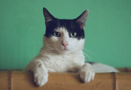 Кіт / © unsplash.com