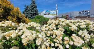 Чорнобиль потонув у квітах: який вигляд має АЕС зараз Чорнобиль / Фото з відкритих джерел