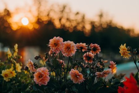 Жоржини / © unsplash.com