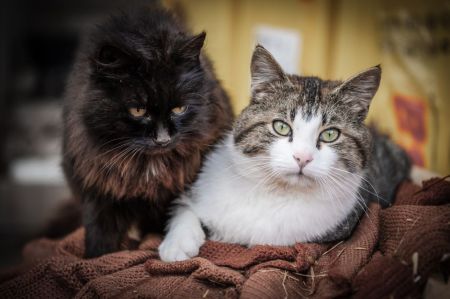 Коти / © pexels.com