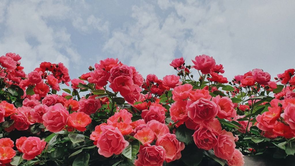 Троянди / © unsplash.com