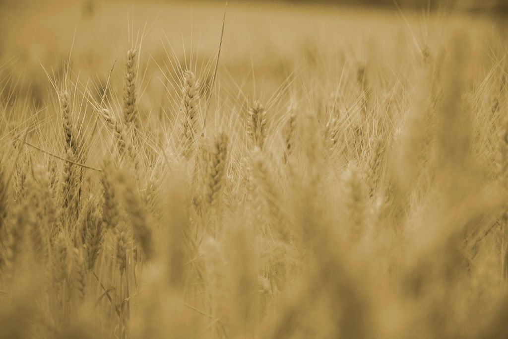 Аграрії / © pixabay.com