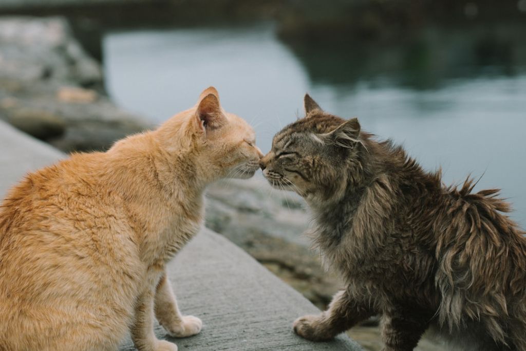 Коти / © unsplash.com