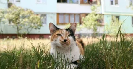 Коти / Фото з відкритих джерел