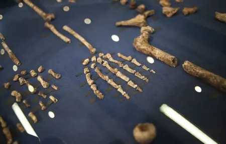 Homo naledi / Фото з відкритих джерел