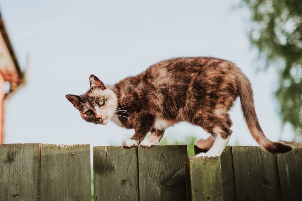 Токсоплазмоз / © unsplash.com