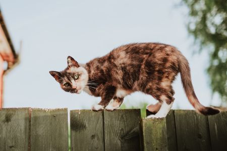 Токсоплазмоз / © unsplash.com