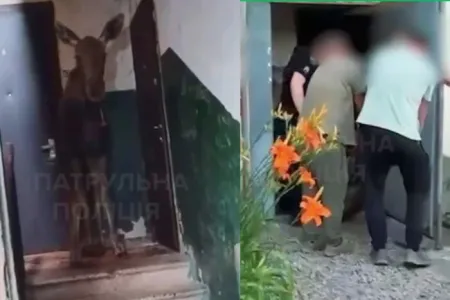Лось сховався у під’їзді багатоповерхівки: у Києві рятували несподіваного гостя Київ / Фото з відкритих джерел