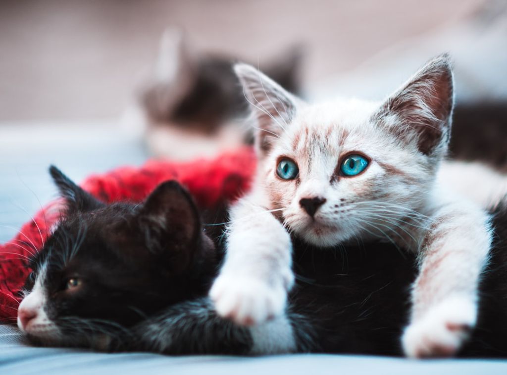 Коти / © unsplash.com