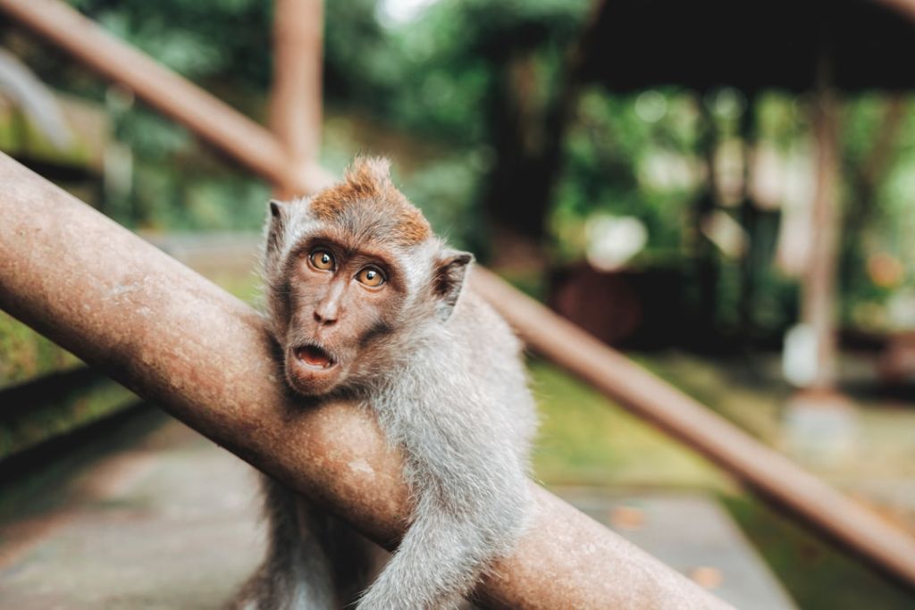 Балі / © unsplash.com