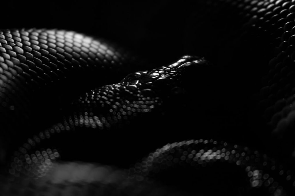 Змії / © unsplash.com