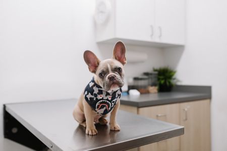 Собаки / © unsplash.com