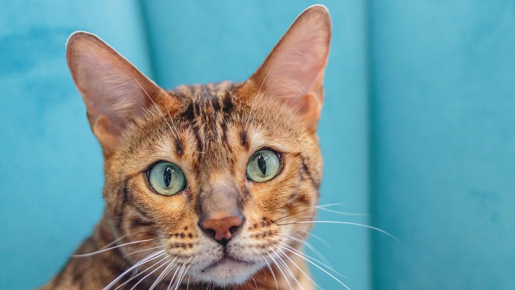 Коти / © pixabay.com