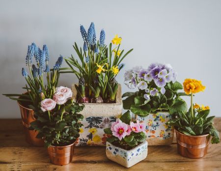 Вазони / © unsplash.com