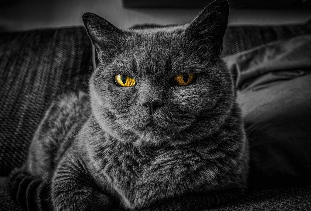 Коти / © pixabay.com