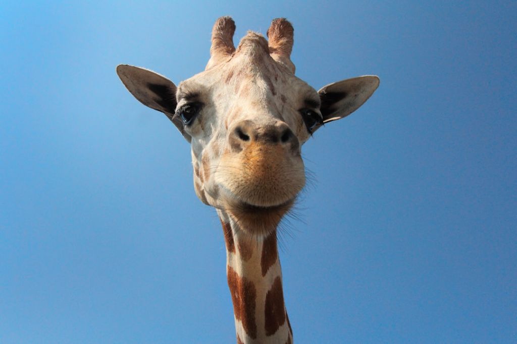 Жирафи / © unsplash.com