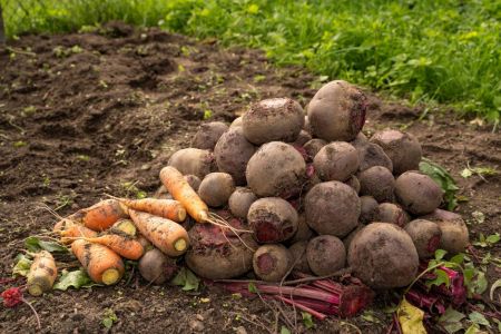 Морква і буряк будуть солодшими за мед: чим підживити їх у липні Морква / © pexels.com