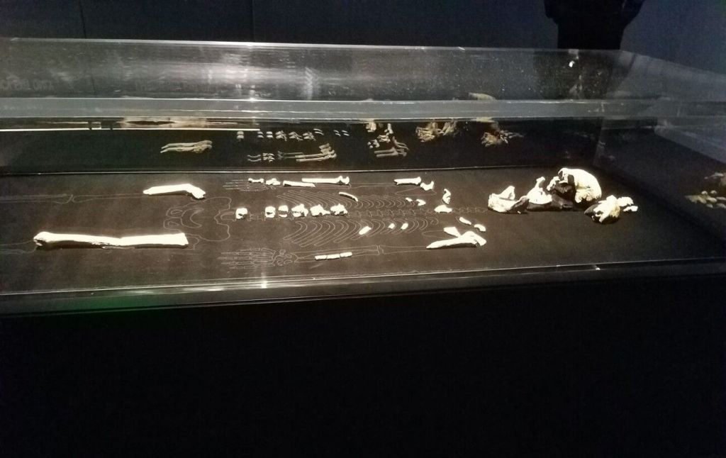 Homo naledi / Фото з відкритих джерел