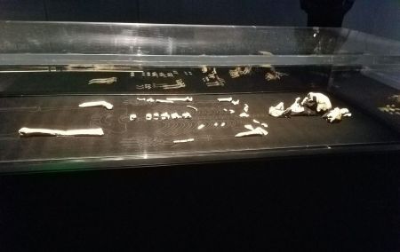 Homo naledi / Фото з відкритих джерел