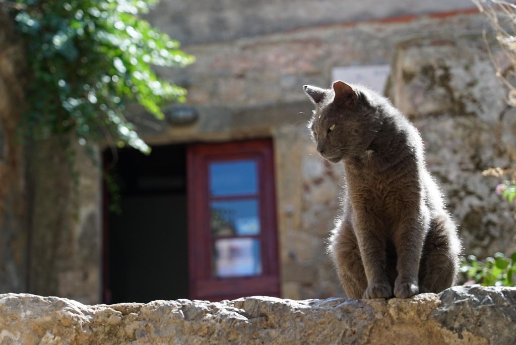 Коти / © pixabay.com