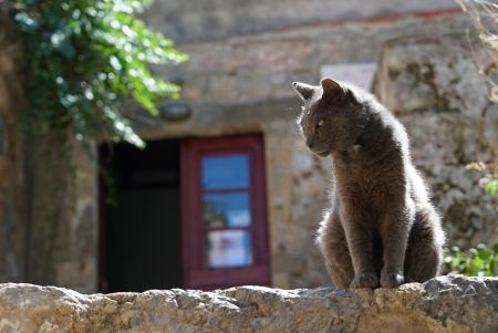 Коти / © pixabay.com