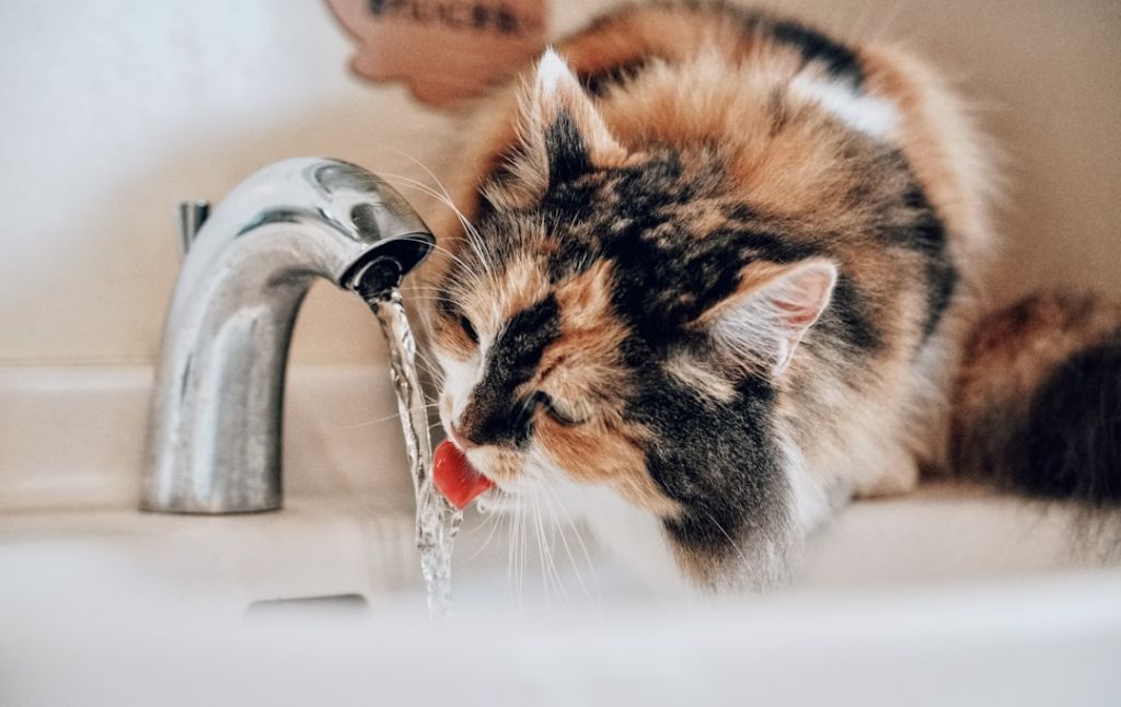 Коти / © unsplash.com