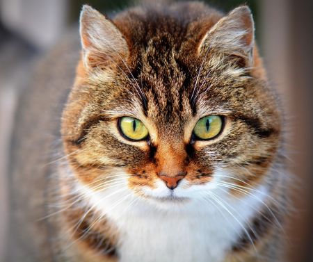 Коти / © pixabay.com