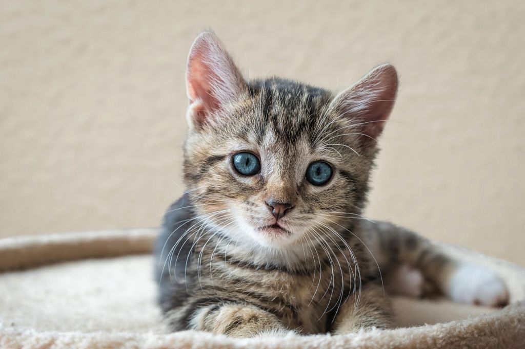 Коти / © pixabay.com