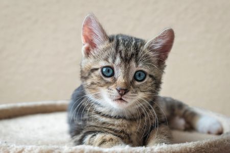 Коти / © pixabay.com