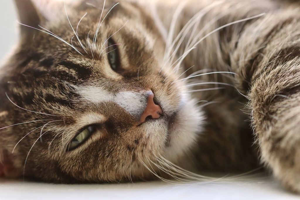 Коти / © pixabay.com