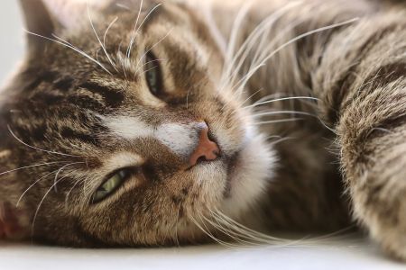 Коти / © pixabay.com