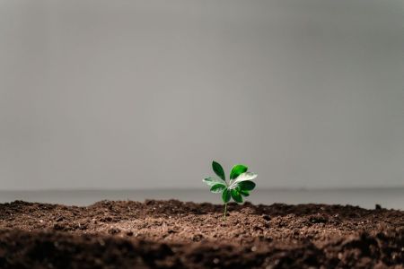 Вчені назвали день, коли на Землі зникнуть останні рослини: що станеться з планетою Рослини / © pexels.com