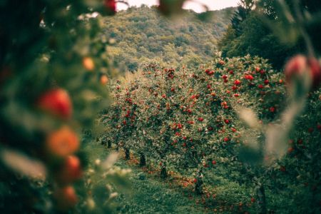 Плодові дерева / © unsplash.com