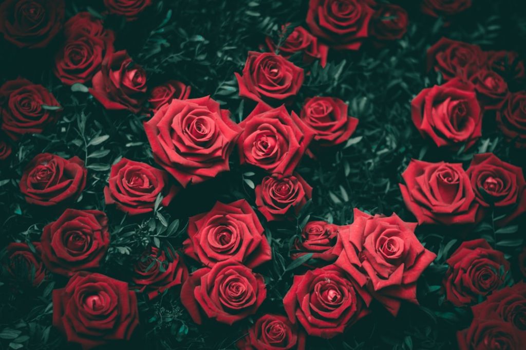 Троянди / © unsplash.com