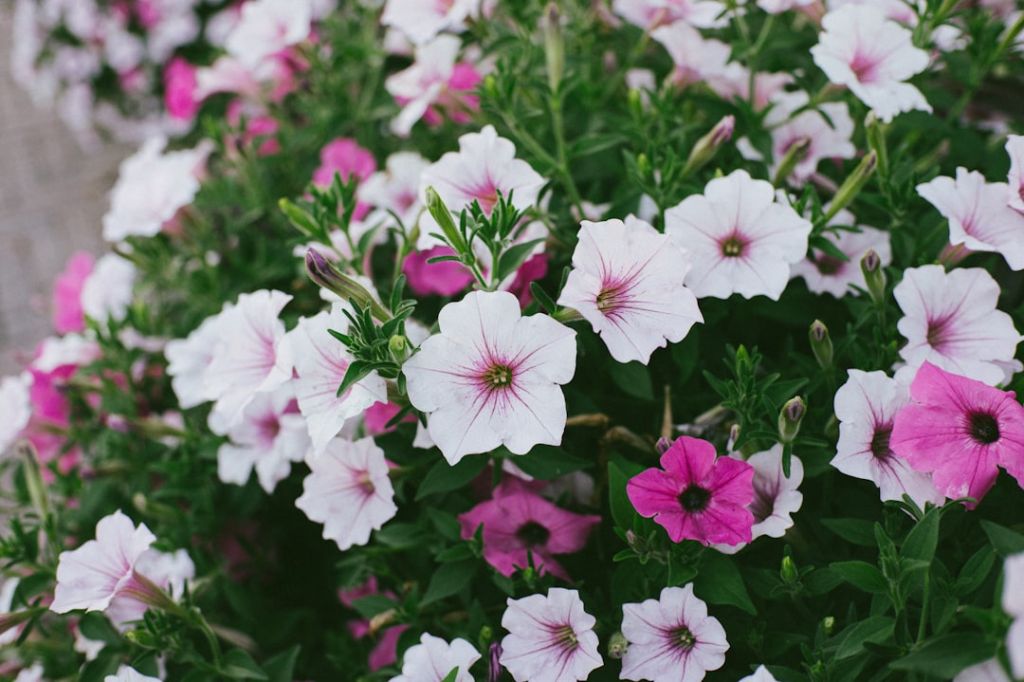 Петунії / © unsplash.com