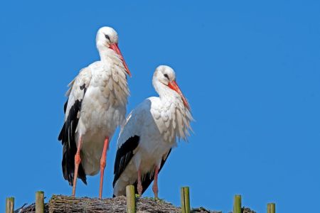 Вчений пояснив, чому не можна приручати врятованих лелек Лелека / © pexels.com