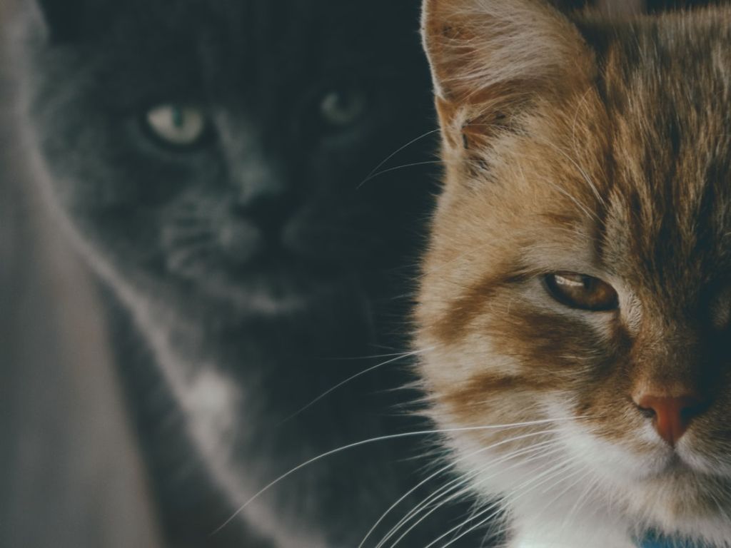 Коти / © unsplash.com