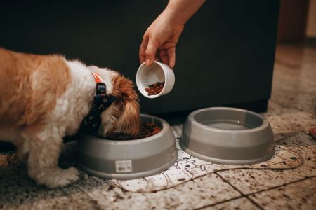 Собаки / © pexels.com