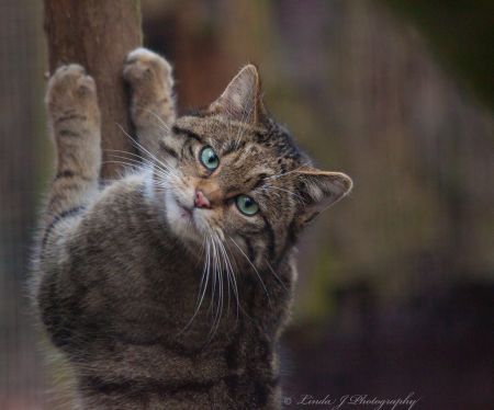 Коти / Фото з відкритих джерел