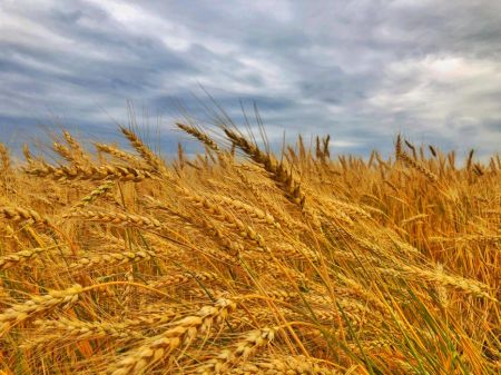 Українські дрони добили російських фермерів: урожай є, але продати його не можуть Росія / © pexels.com