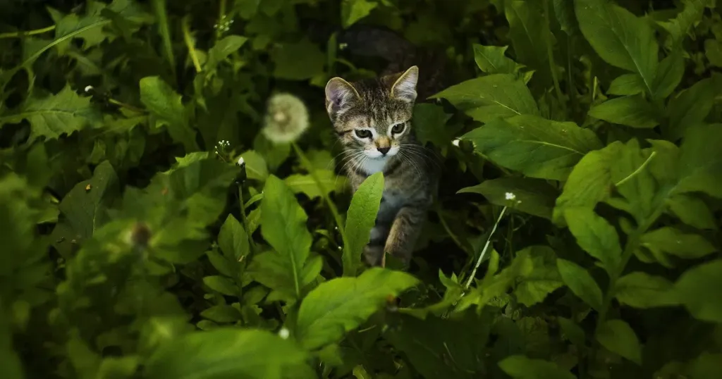 Коти / Фото з відкритих джерел