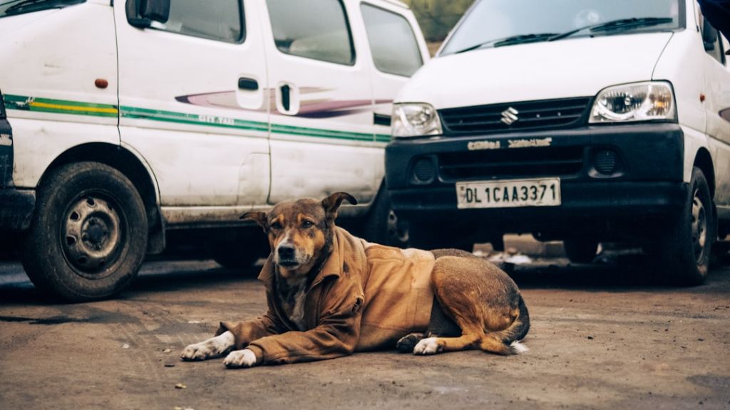 Собаки / © unsplash.com