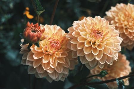 Жоржини / © pexels.com