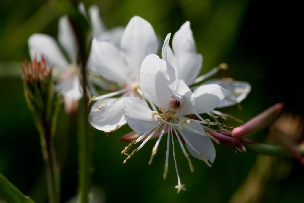 Гаура / Фото з відкритих джерел