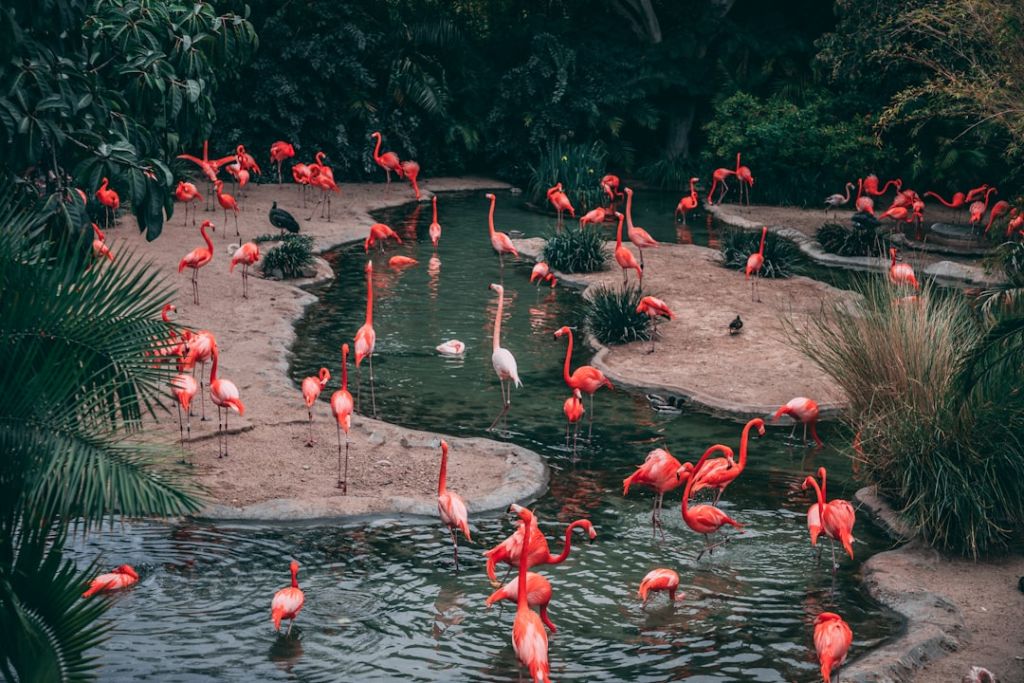 Фламінго / © unsplash.com