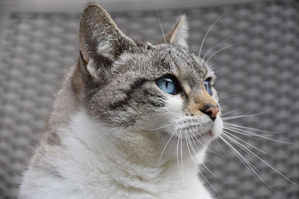 Коти / © pixabay.com